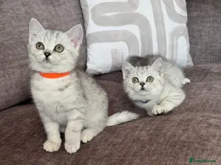 British Shorthair cats TICA Reg.BSH Black Silver Spotted Tabby kittens - Advert 10
