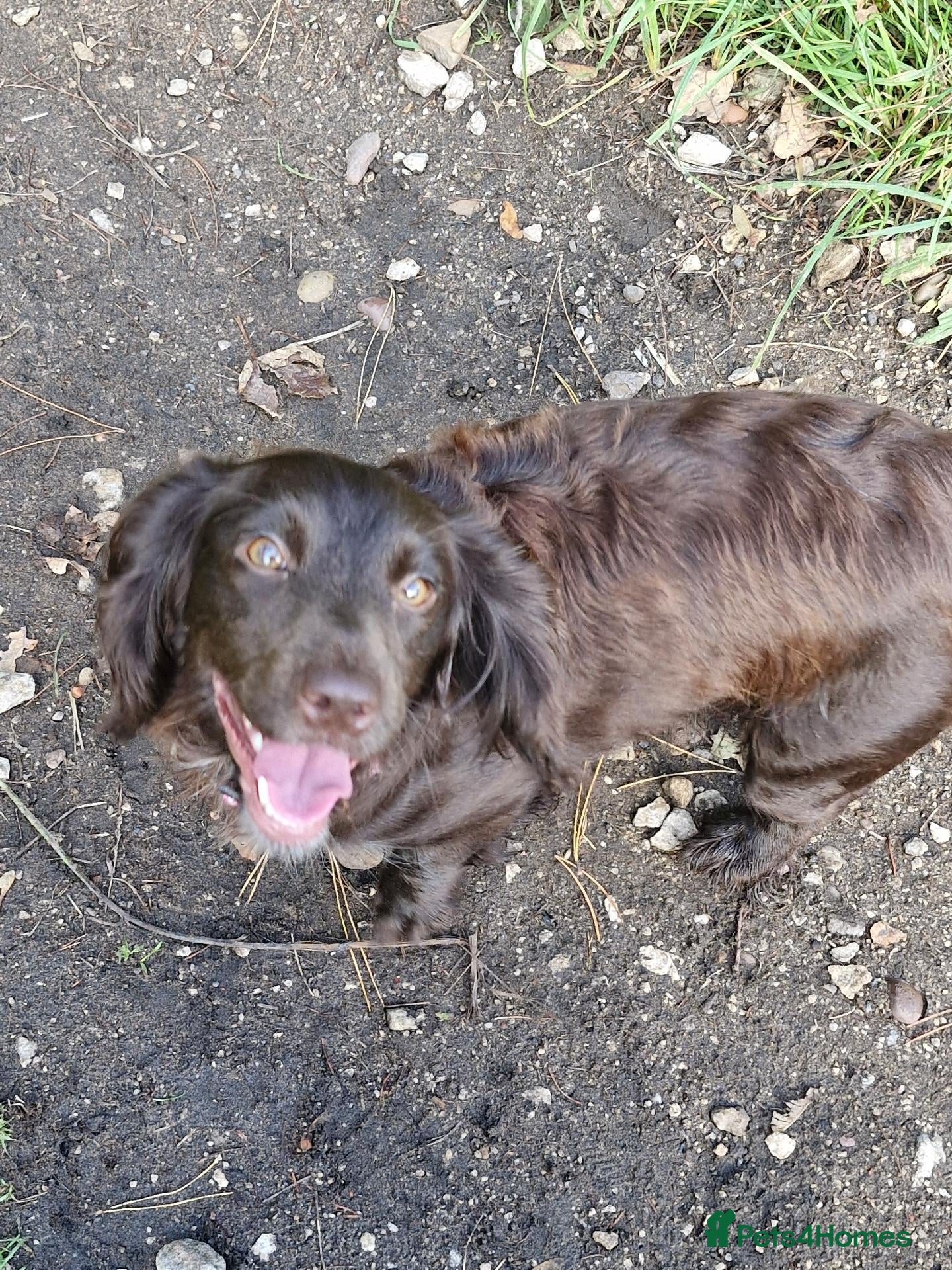 Sprocker dogs for sale: Sprockers - Advert 1