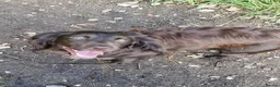 Sprocker dogs for sale: Sprockers - Advert 1