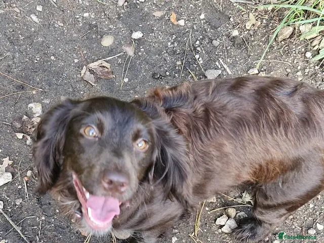 Sprocker dogs for sale: Sprockers - Advert 1
