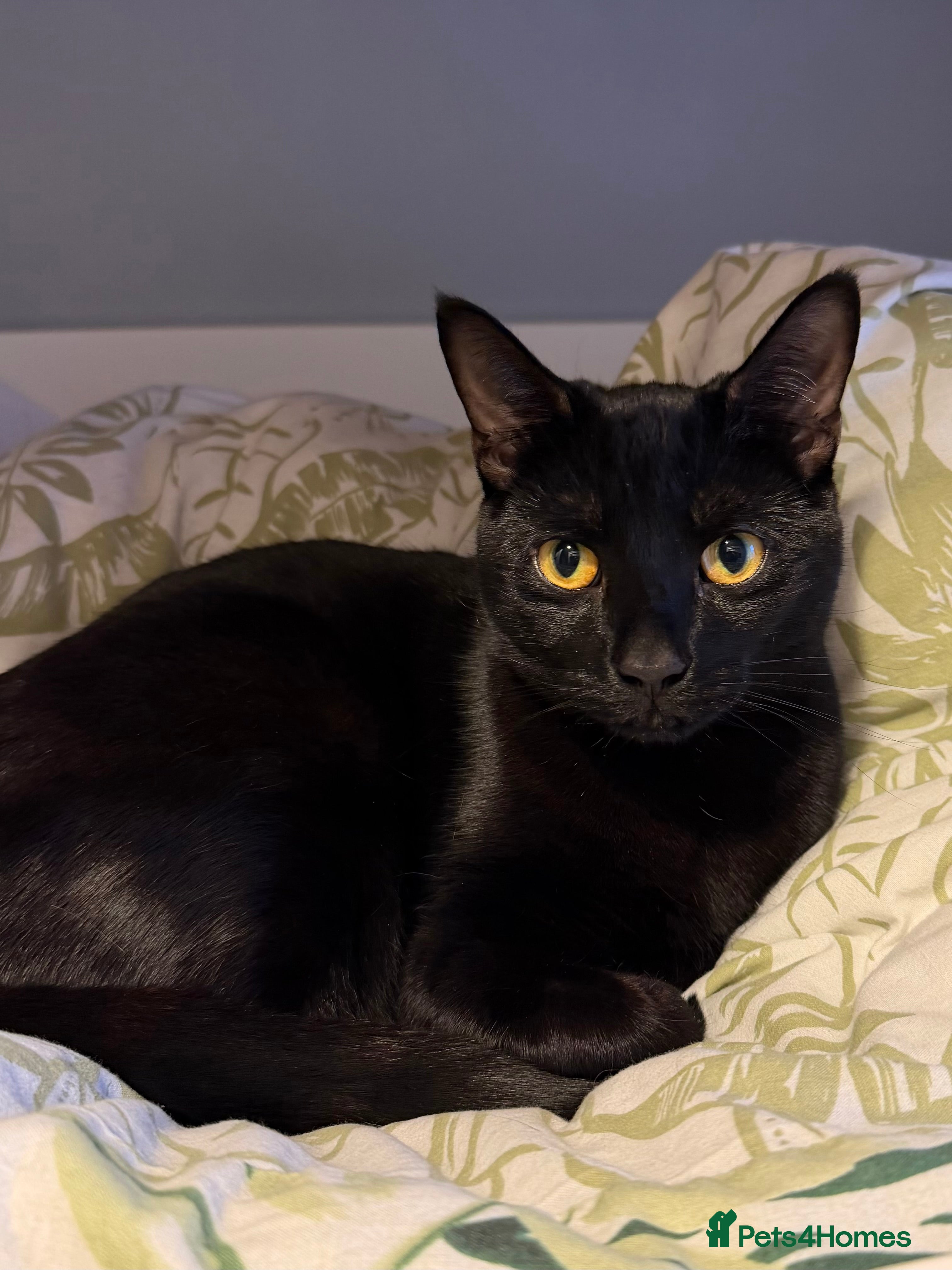 British Shorthair cats Hilda & Raven - Advert 1