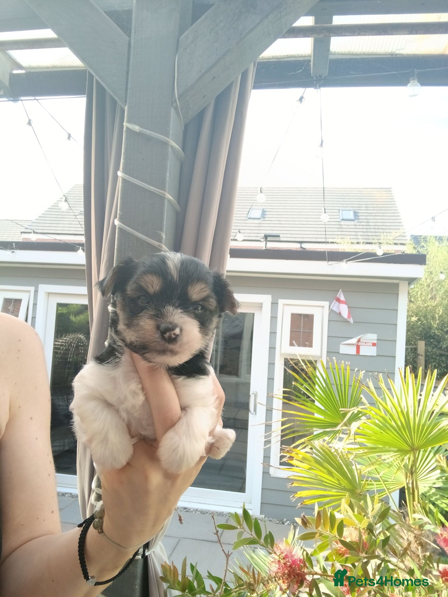 Biewer Terrier dogs Mini Purebred Biwer Yorkshire Terrier Puppies - Advert 2