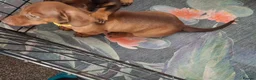 Dachshund dogs for sale: Dachshund puppies  - Advert 5