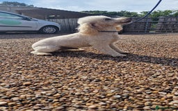 Miniature Poodle dogs for stud: Health Tested Quality Miniature Poodle Stud in Warwick - Image 3