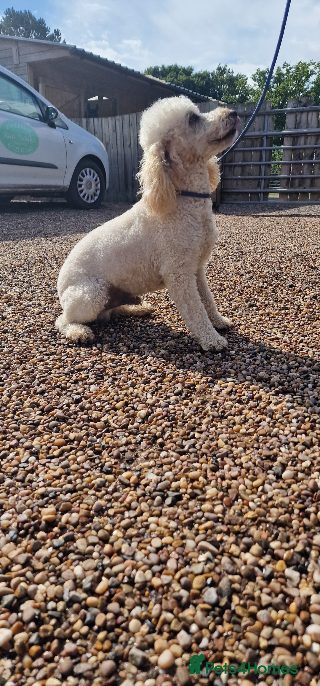 Miniature Poodle dogs for stud: Health Tested Quality Miniature Poodle Stud in Warwick - Image 3