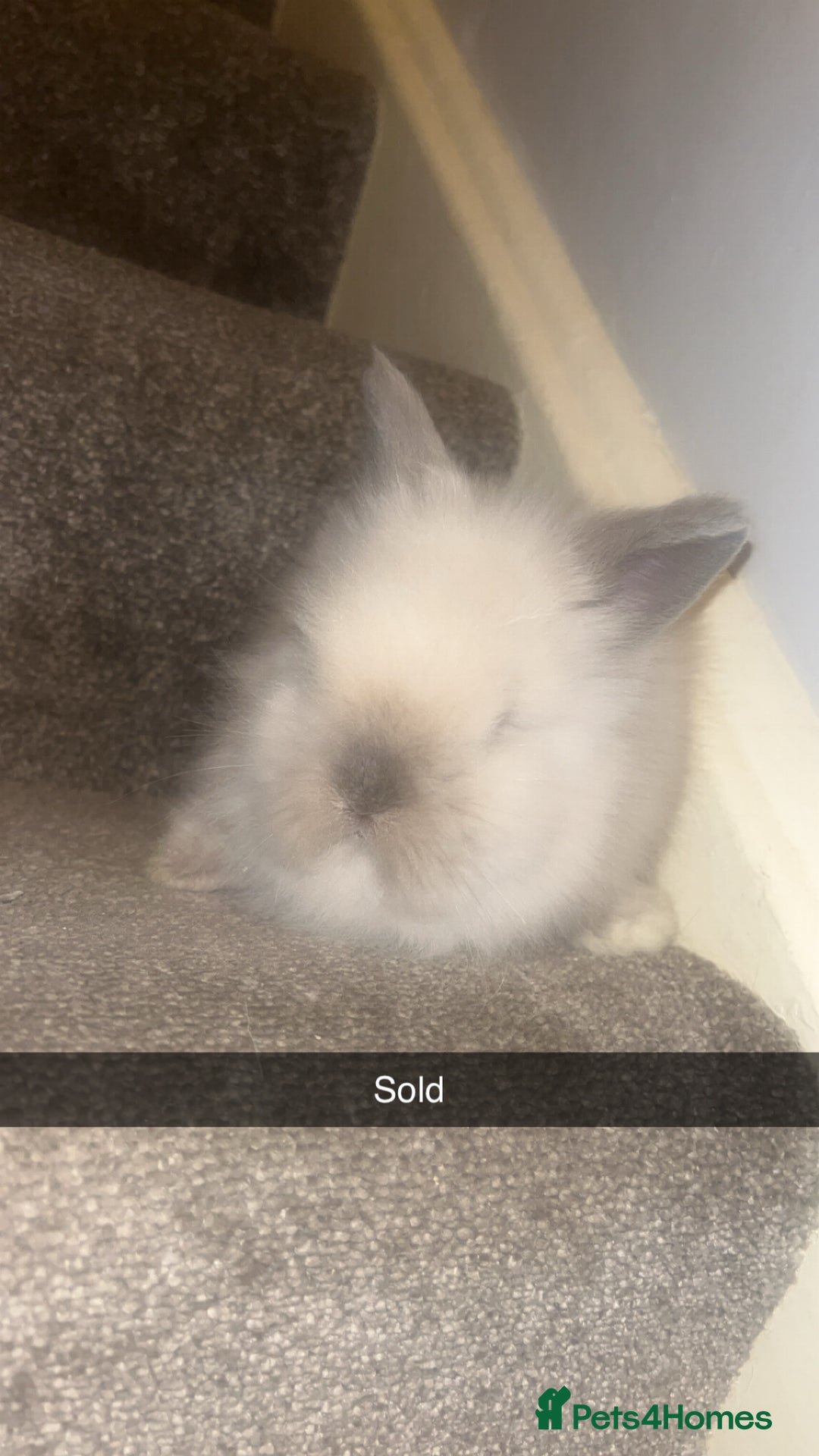 Lionhead rabbits for sale: Double maned lion heads  - Advert 7