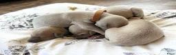 Italian Greyhound dogs for sale: Health tested KC reg Italian Greyhound Puppies  - Advert 3
