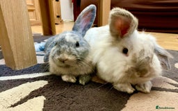 Mini Lop rabbits for sale: 2 mini lop rabbits for sale  - Image 1
