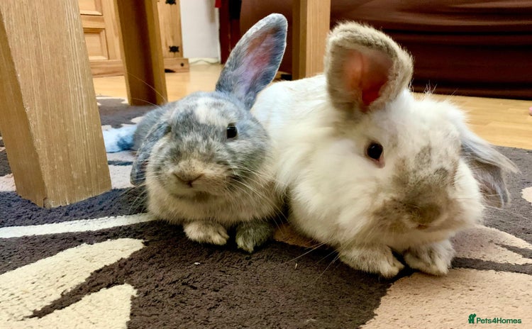 Mini Lop rabbits - Advert 13