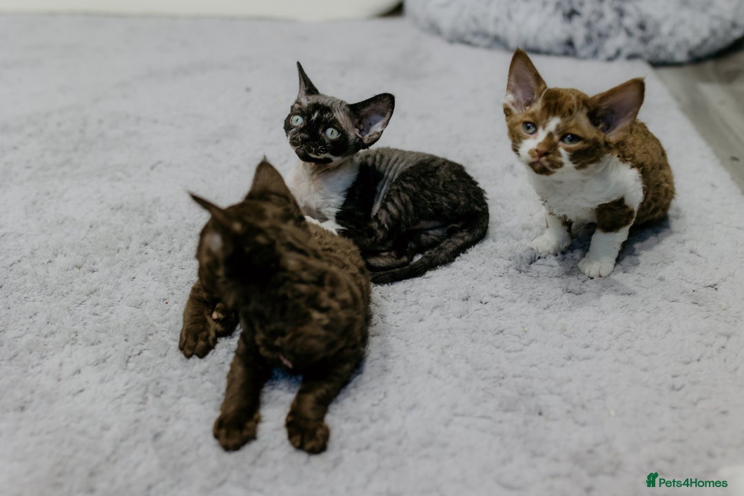 Devon Rex cats for sale: Adorable GCCF Registered DevonRex Kittens FOR SALE - Advert 13