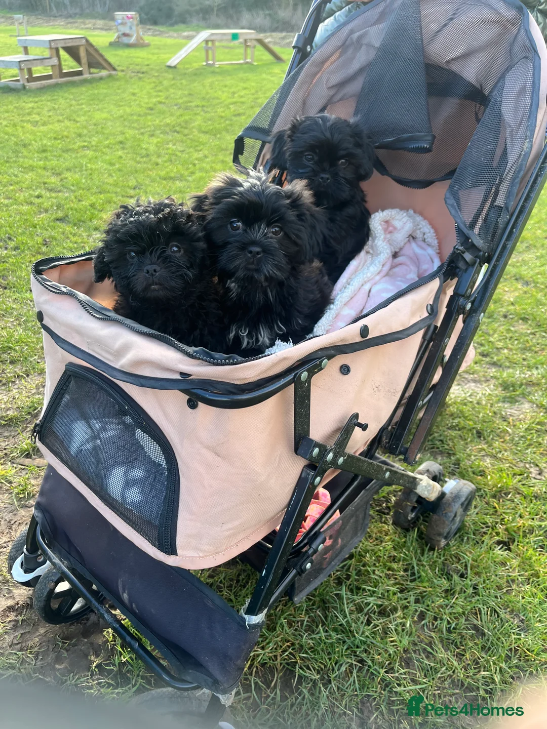 Mixed Breed dogs for sale: 2 male 3 female imperial shih tzu/bichon cross - Advert 15