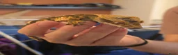 Gecko reptiles for sale: Crested Geckos For Sale in Nottingham - Advert 6