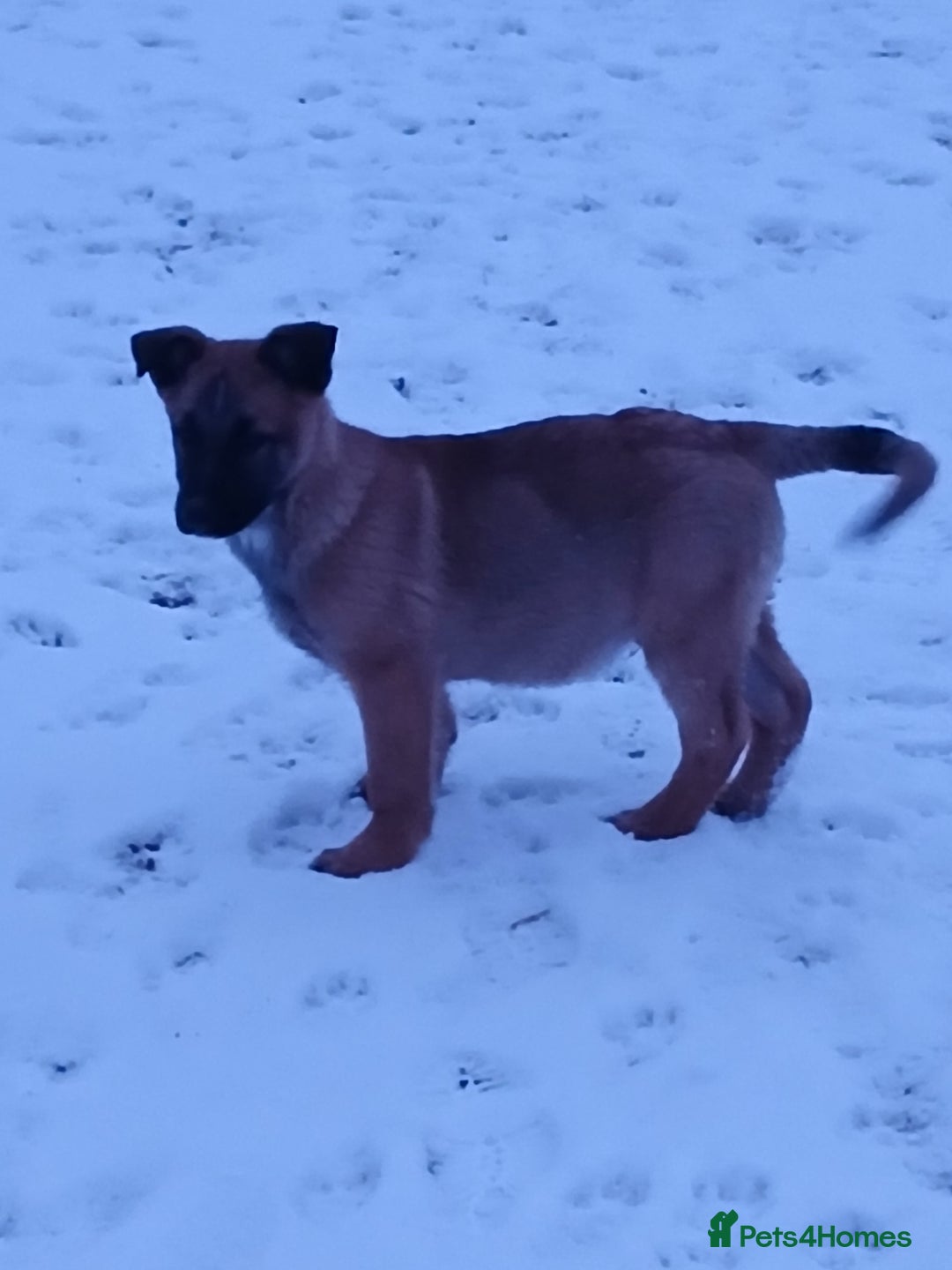 Mixed Breed dogs for sale: Belgium Malinois x  - Advert 10
