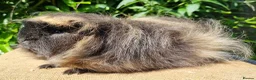 Guinea Pig rodents for sale: Bonded Pair of Boars - Advert 2