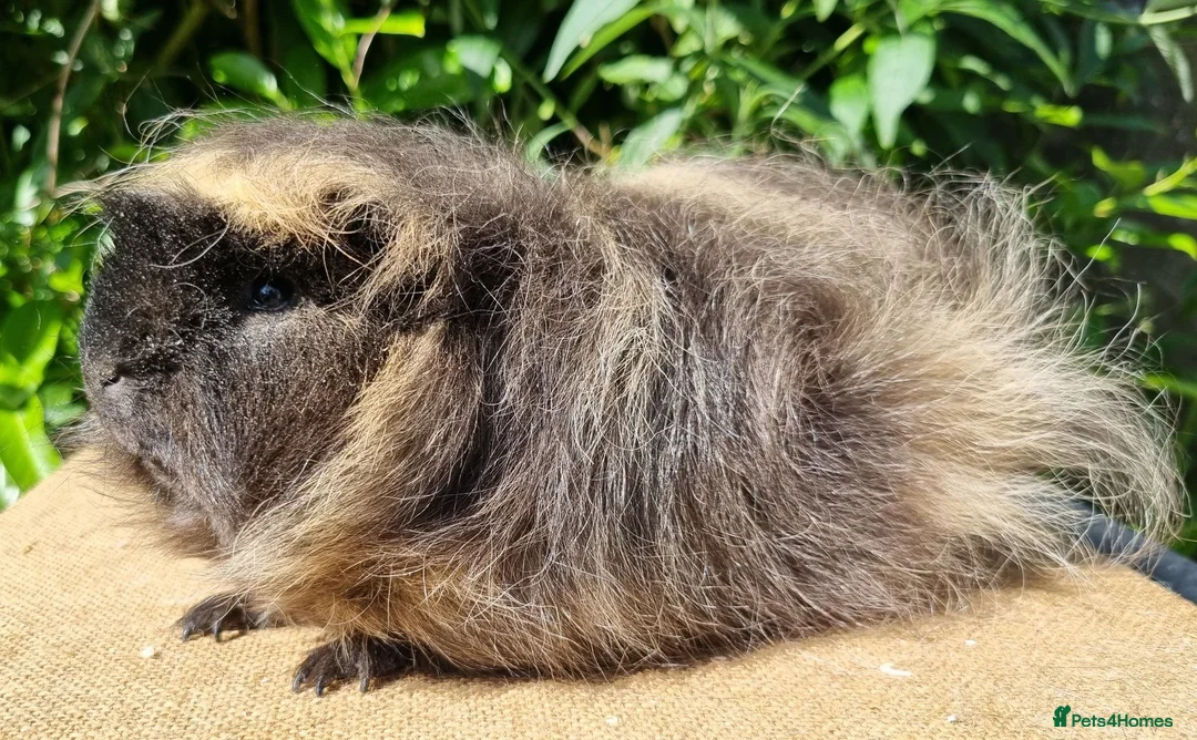 Guinea Pig rodents for sale: Bonded Pair of Boars - Advert 2