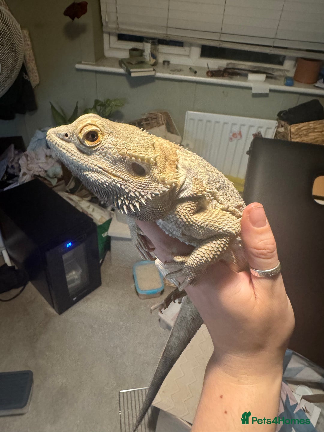 Bearded Dragon reptiles for sale: Male bearded dragons - Image 5