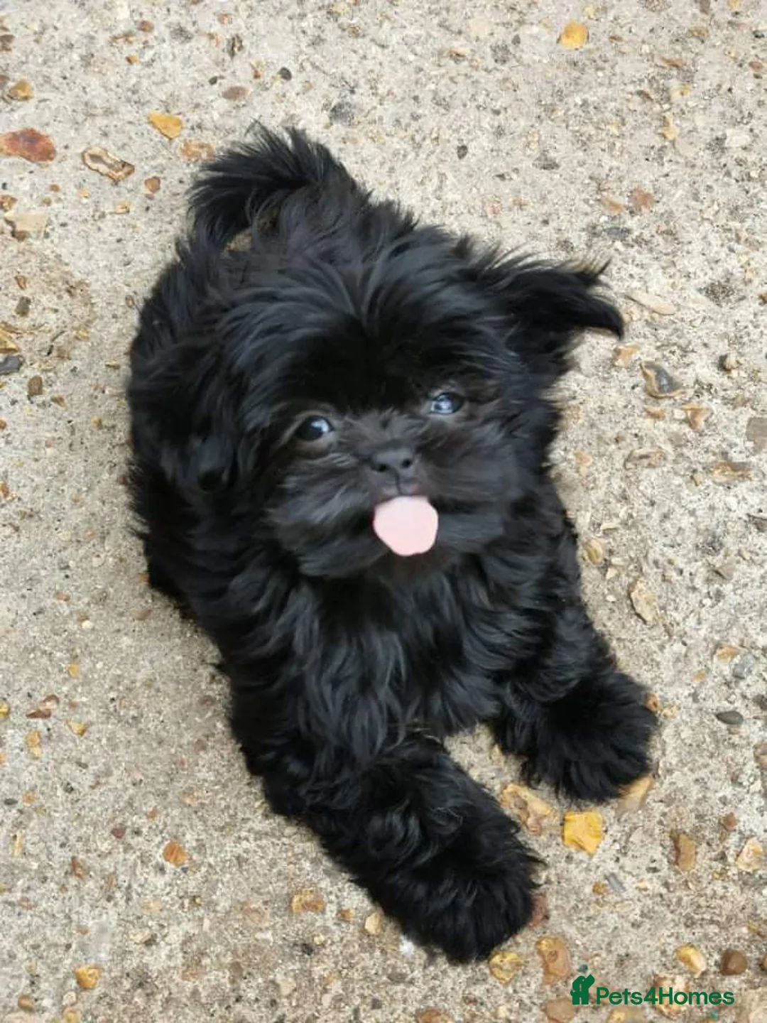 Gallery Image {{count}}