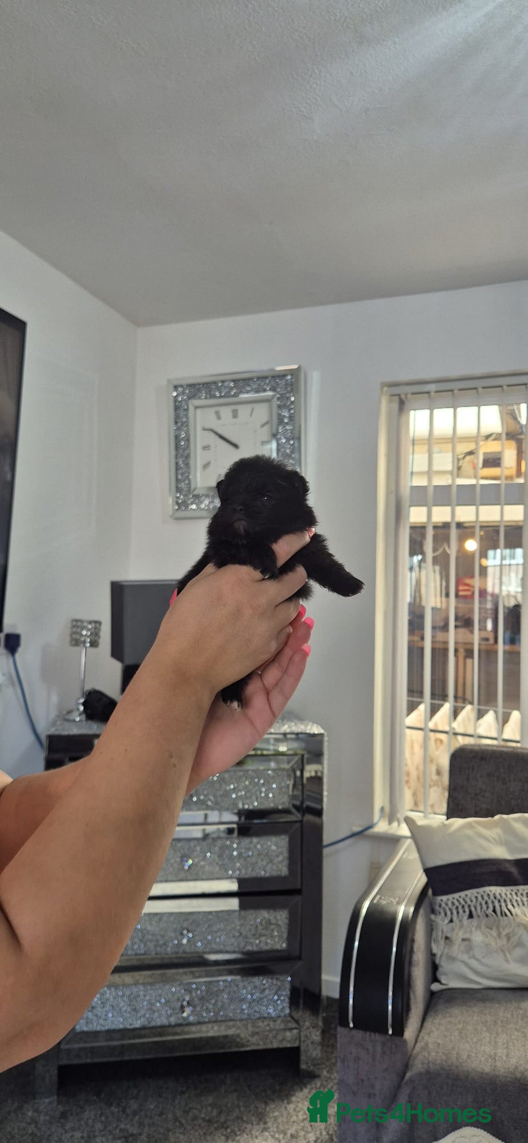 Pomeranian dogs for sale: Pomeranian teddy face xs size  - Image 5