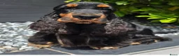 Cocker Spaniel dogs for sale: Quality Show Cocker Spaniels - Advert 7
