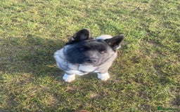 Akita dogs for sale: 4 year old Akita  - Image 39