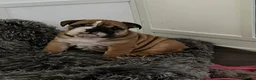 English Bulldog dogs for sale: English Bulldog KC reg - Advert 4