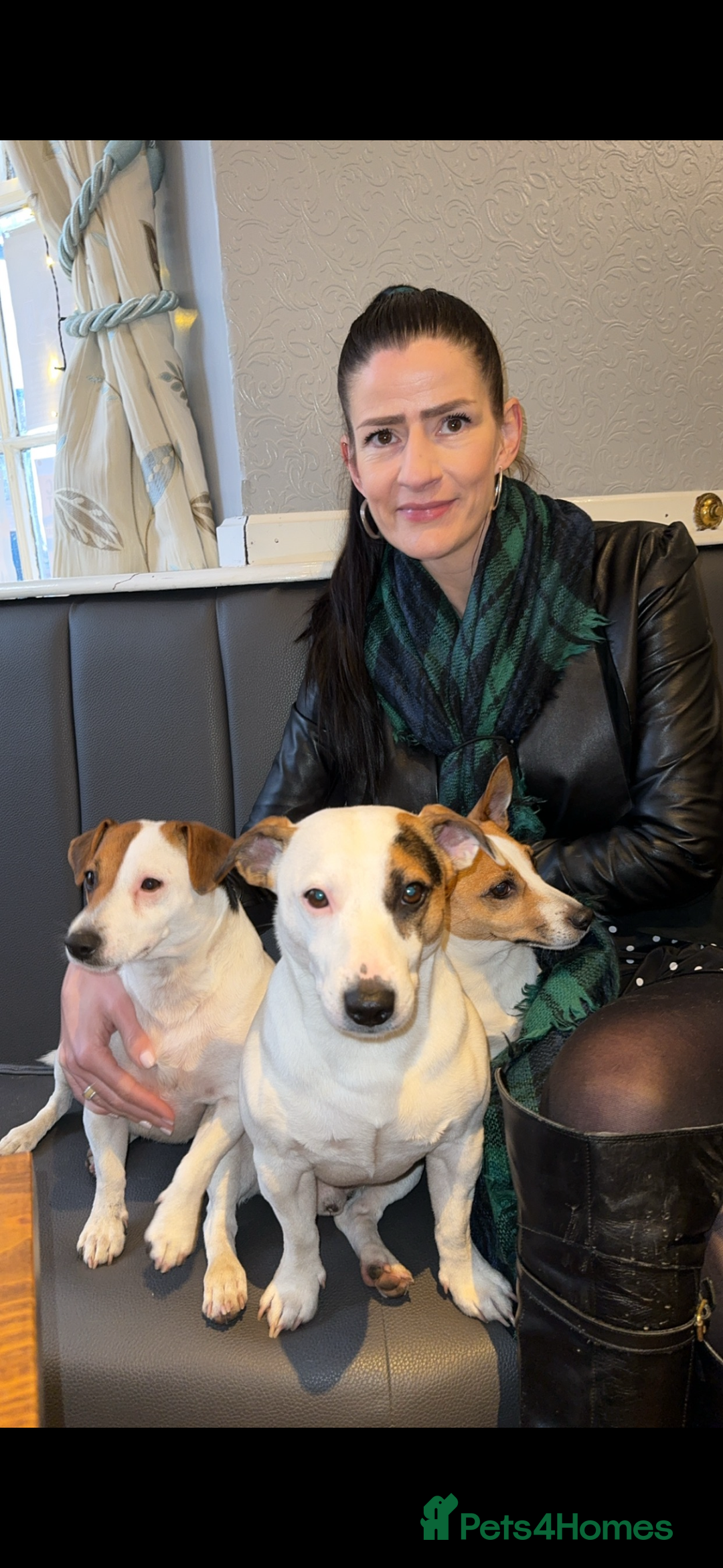 Jack Russell dogs for stud: Jack Russell For Stud - Advert 4