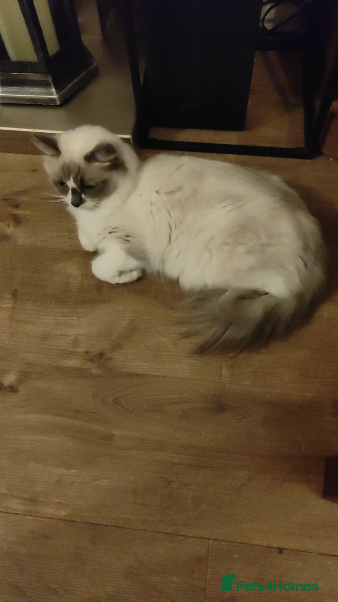 Ragdoll cats for sale: Ragdoll kittens  - Advert 5