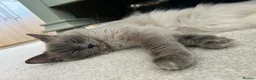 Ragdoll cats for sale: Female Ragdoll Cat  in Bolton - Advert 7