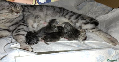 British Shorthair cats - Advert 10