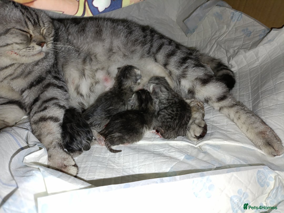British Shorthair cats for sale: Gorgeous kittens for sale  - Image 2