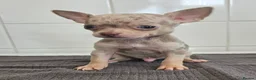 Chihuahua dogs for sale: Beautiful Short-haired chihuahua puppies  - Advert 15