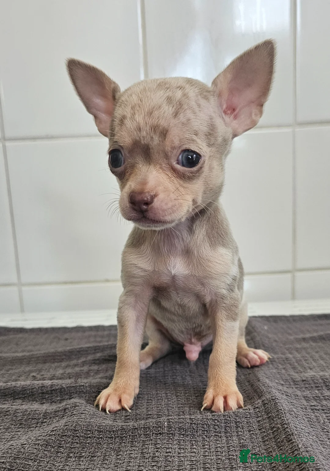 Chihuahua dogs for sale: Beautiful Short-haired chihuahua puppies  - Advert 15