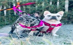 French Bulldog dogs for sale: Dottie French bulldog girl  - Image 5