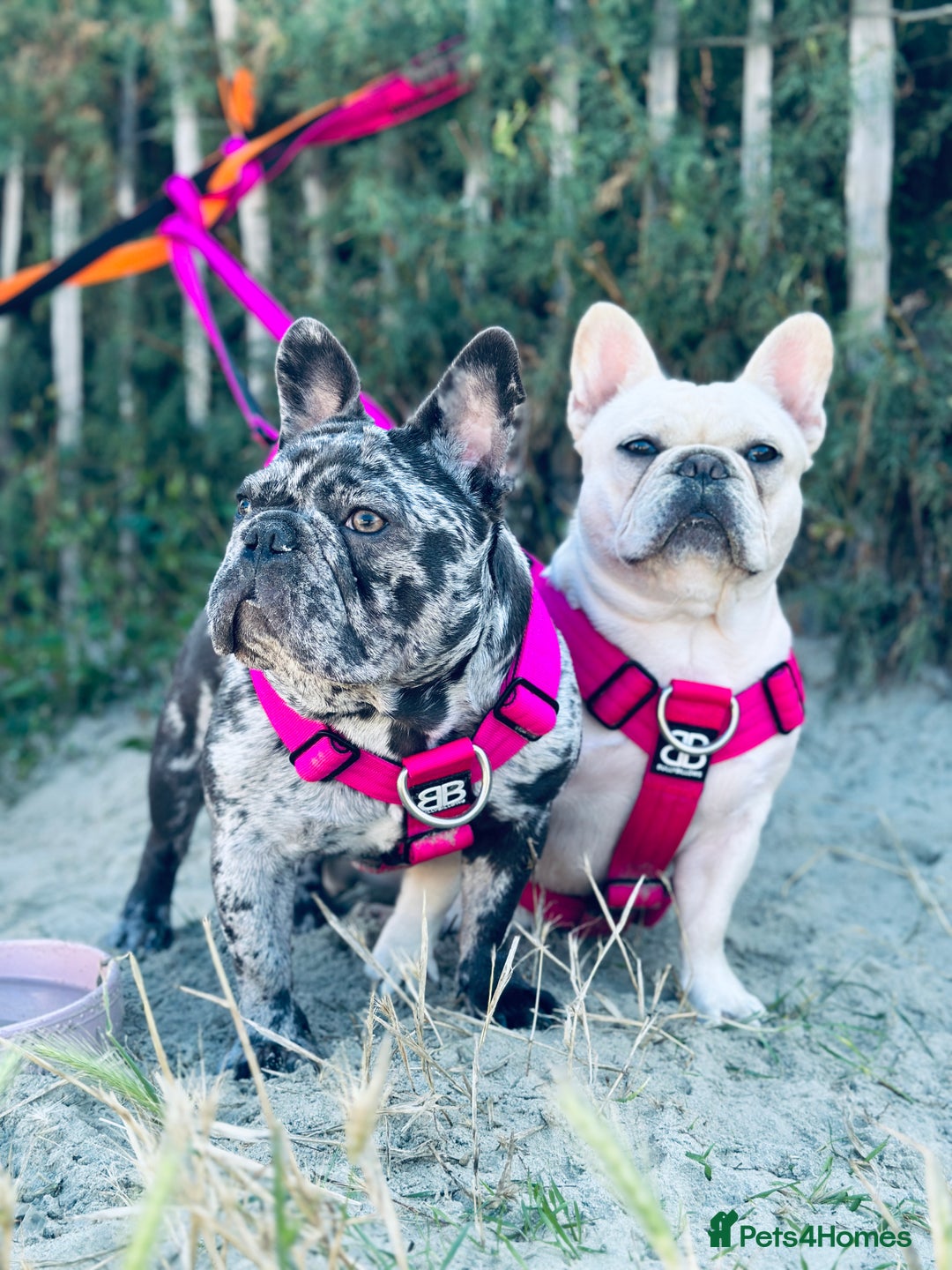 French Bulldog dogs for sale: Dottie French bulldog girl  - Image 5