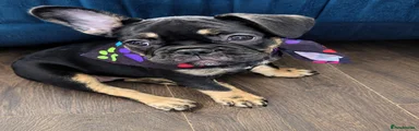French Bulldog 5