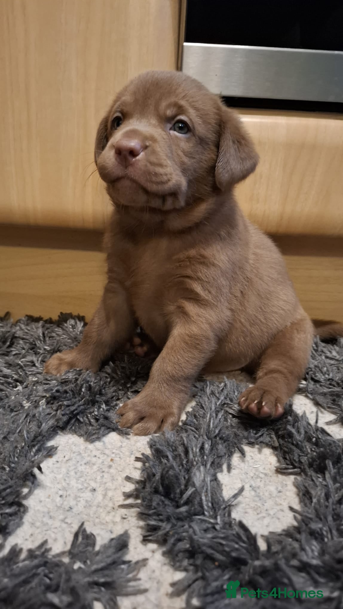 Labrador Retriever dogs Chocolate Labrador Retriever Puppies-Family Raised - Advert 10