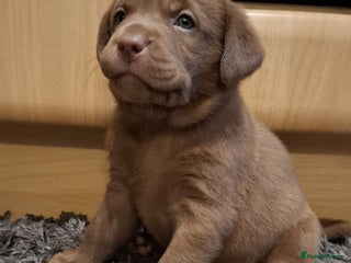 Labrador Retriever dogs Chocolate Labrador Retriever Puppies-Family Raised - Advert 10