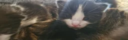 Mixed Breed cats for sale: 7 beauiful kittens looking for a forever home - Advert 11