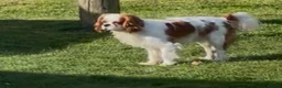 Cavalier King Charles Spaniel dogs for stud: US Import Stud - Health Tested & Chocolate Carrier - Advert 2