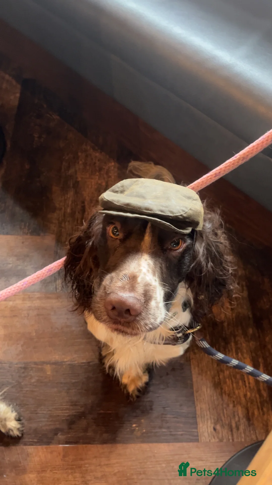 Sprocker dogs for stud: Rocket the sprocker spaniel stud - Advert 7