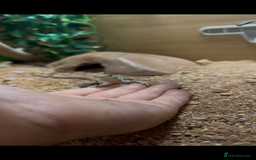 Lizard reptiles for sale: European eyed lizard Male - Image 1