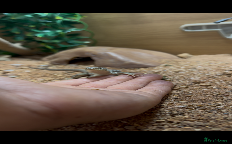 Lizard reptiles - Advert 1