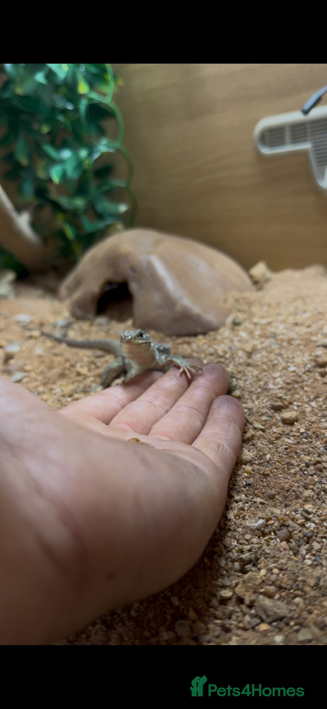 Lizard reptiles for sale: European eyed lizard Male - Image 1