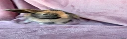 Mini Lop rabbits for sale: Pure Mini lops - Advert 2