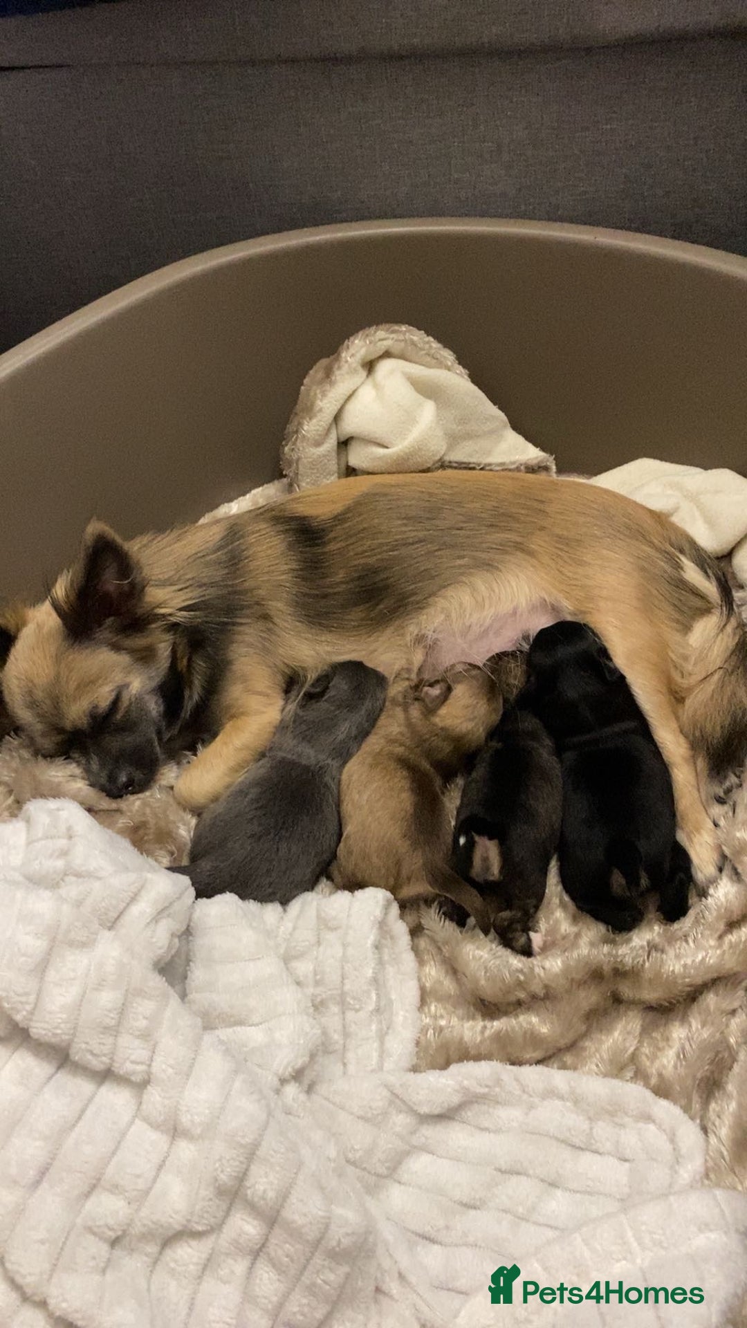 Chihuahua dogs for sale: Ready to leave now 3 beautiful chihuahua puppies - Advert 1