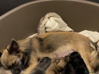 Chihuahua dogs Ready to leave now 3 beautiful chihuahua puppies - Advert 3