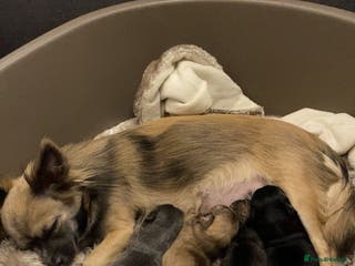 Chihuahua dogs Ready to leave now 1 Black and Tan girl left - Advert 2