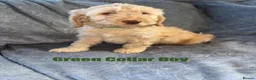 Cockapoo dogs for sale: F1 Cockapoo Puppies READY TO LEAVE - Advert 34