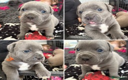 Olde English Bulldogge dogs for sale: Olde English Bulldogges pups - Image 6