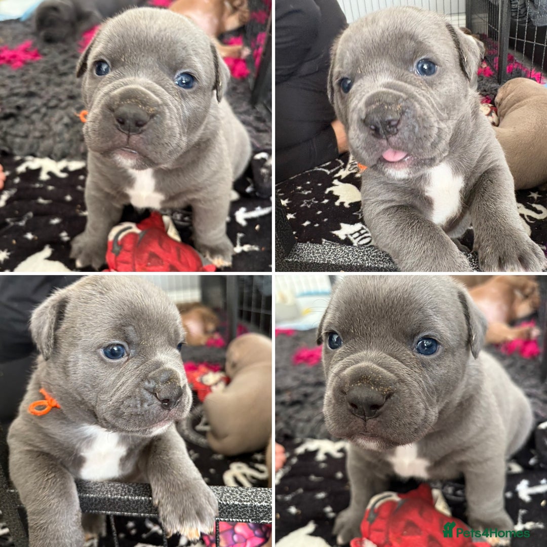 Olde English Bulldogge dogs for sale: Olde English Bulldogges pups - Image 6